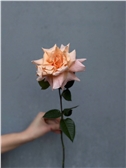 Французская персиковая роза 1 шт.